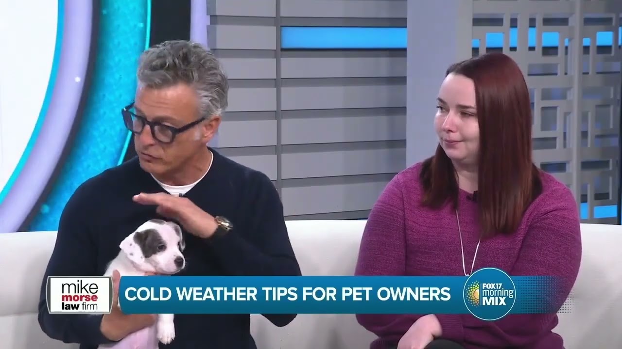 Mike Morse Law Firm shares tips on keeping pets safe in cold weather | sponsored