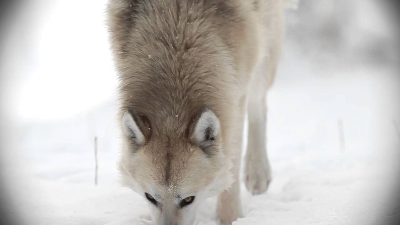 Django Low content wolfdog
