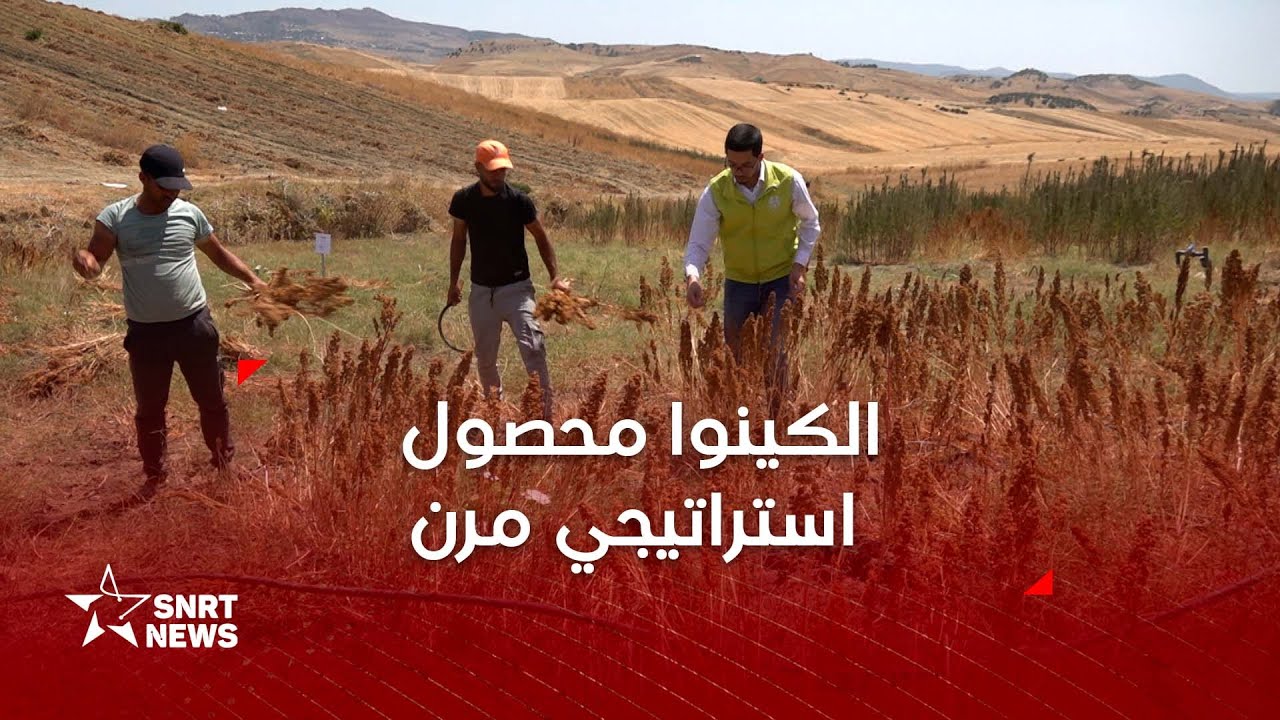 الكينوا.. تكيّف ومرونة وجودة غذائية
