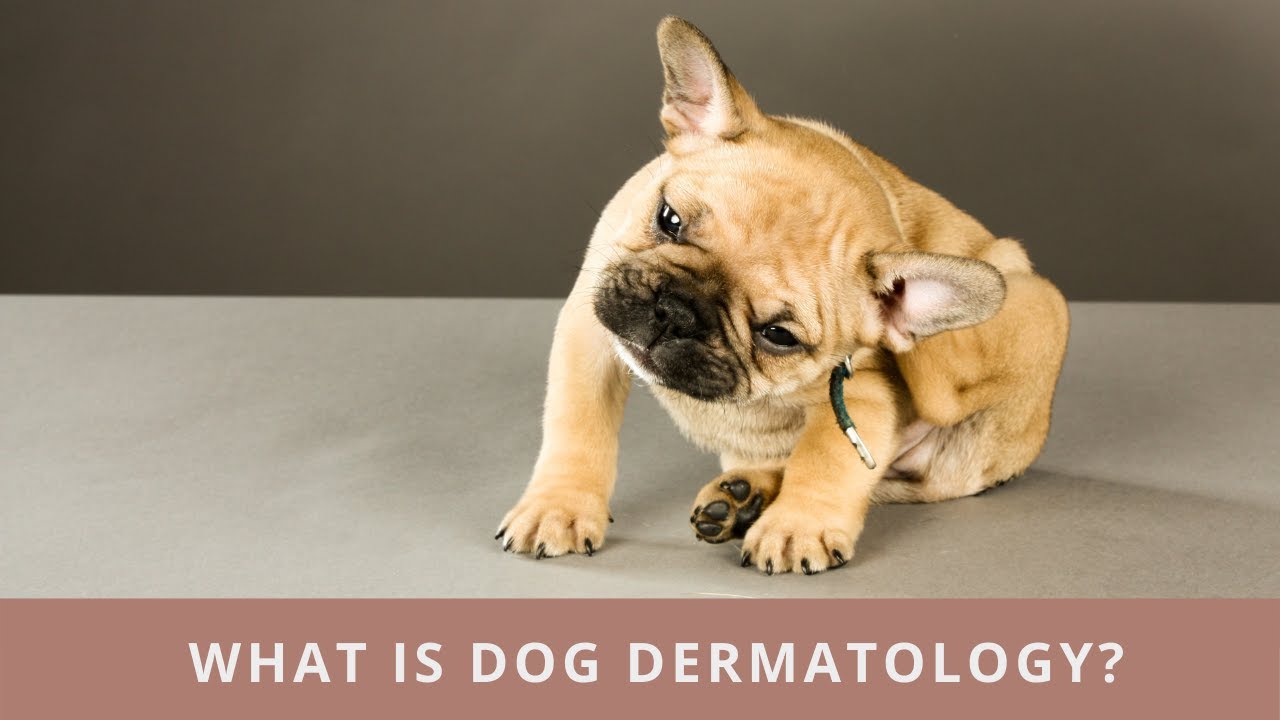 Everything You Need To Know About Dog Dermatology
