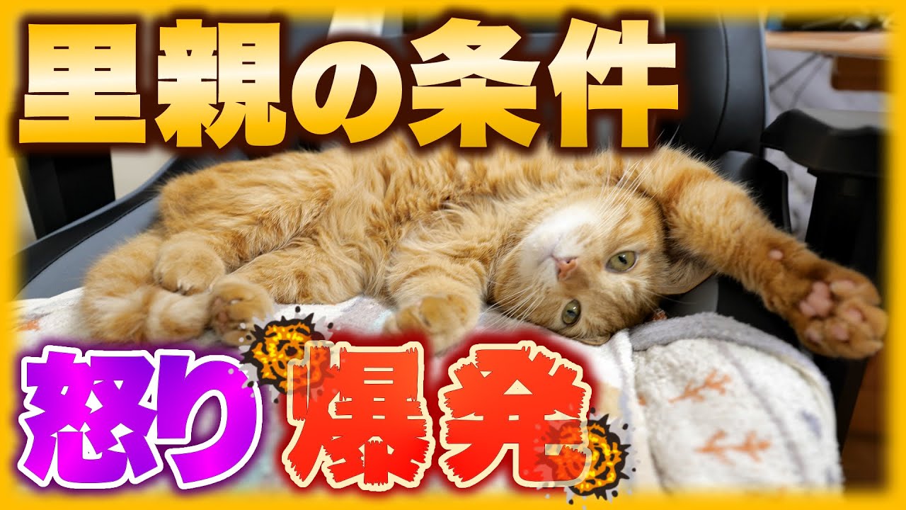 そんな条件で誰が猫の里親になれるんだよ！