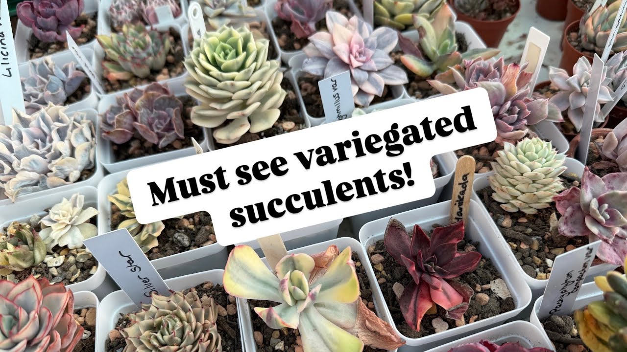 My Variegated Succulent Collection