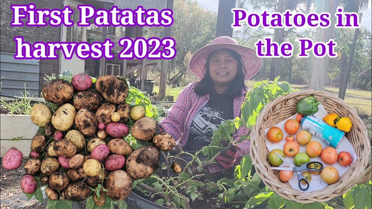 Harvest today: Potatoes, Peppers and Tomatoes