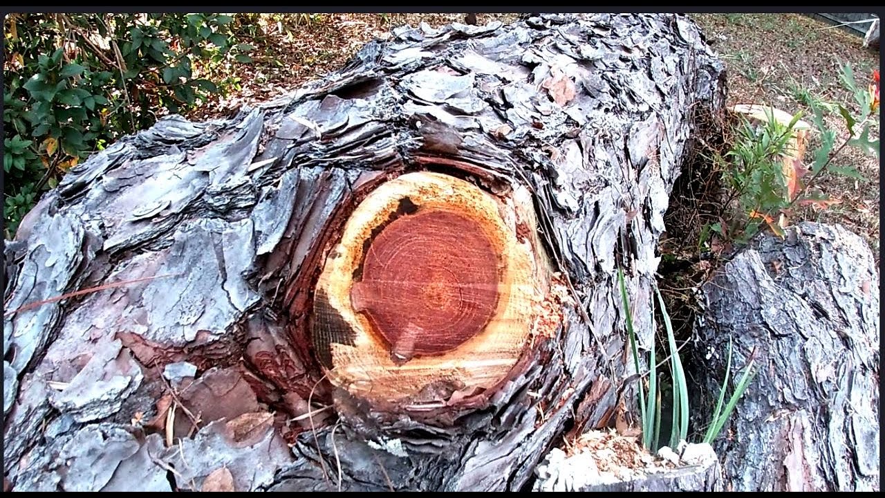 My cut down Loblolly logs are turning into fatwood