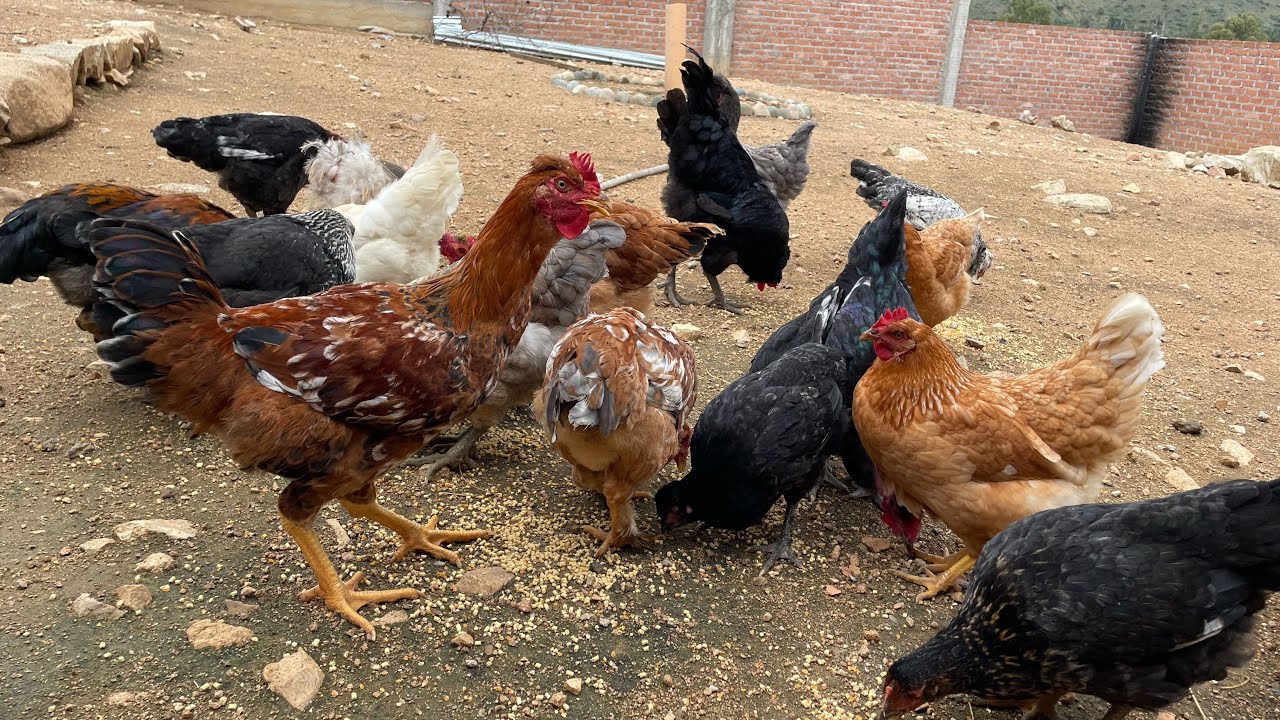 El mejor remedio para tener gallinas sanas y libres de enfermedades