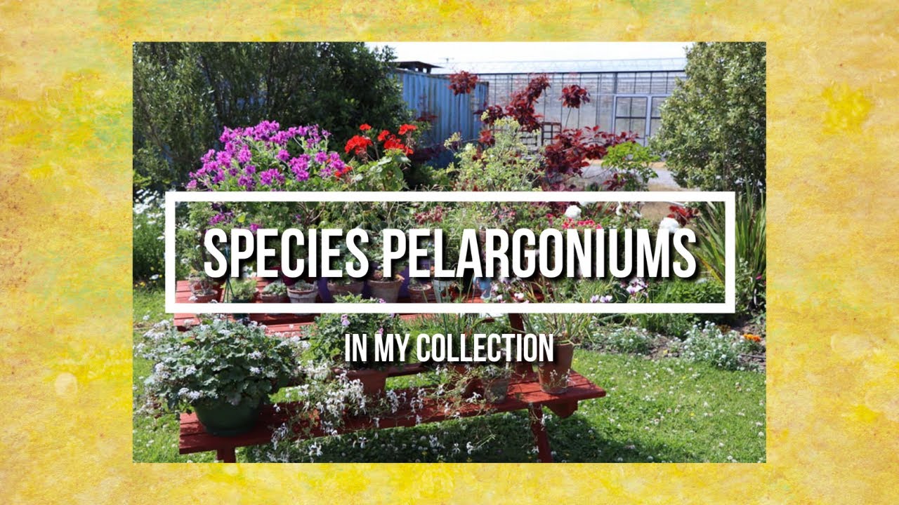 Species pelargoniums in my collection