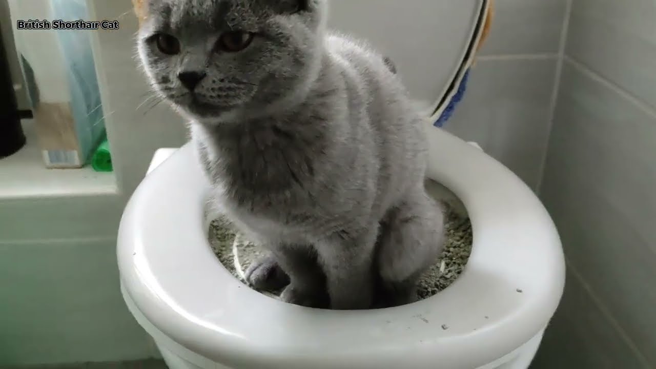 Kedilere Klozet Kullanmayı Öğrettim / Kedilerde Tuvalet Eğitimi British shorthair Cat