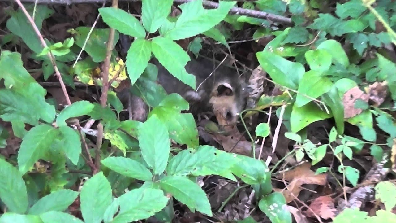 possum release