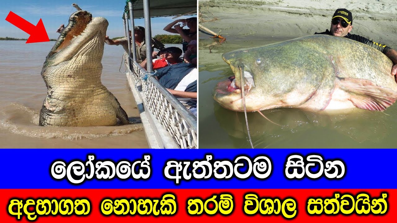 ලෝකයේ ඇත්තටම සිටින හිතාගන්නවත් බැරි තරම් විශාල සත්වයින් 8 දෙනෙක්. 8 Largest Creatures.