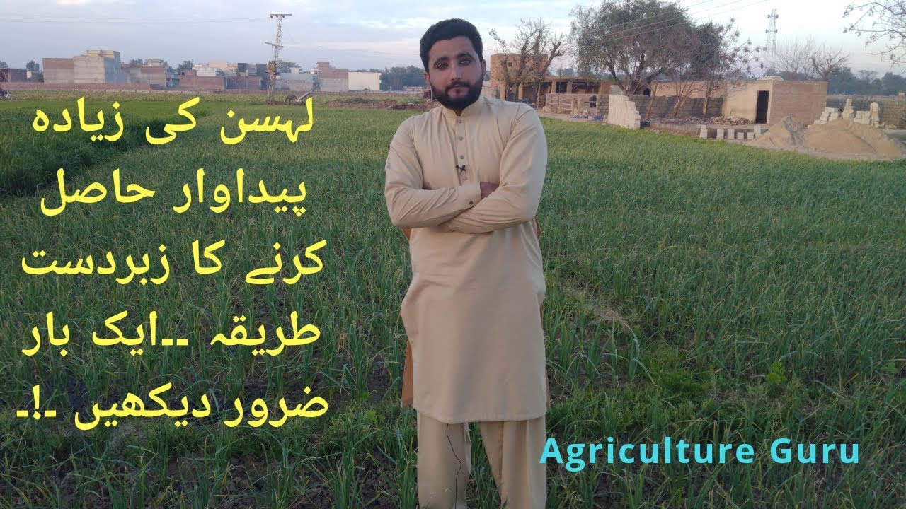 How can get more production in garlic(lehsan)?tips for lehsan||Agriculture guru ||