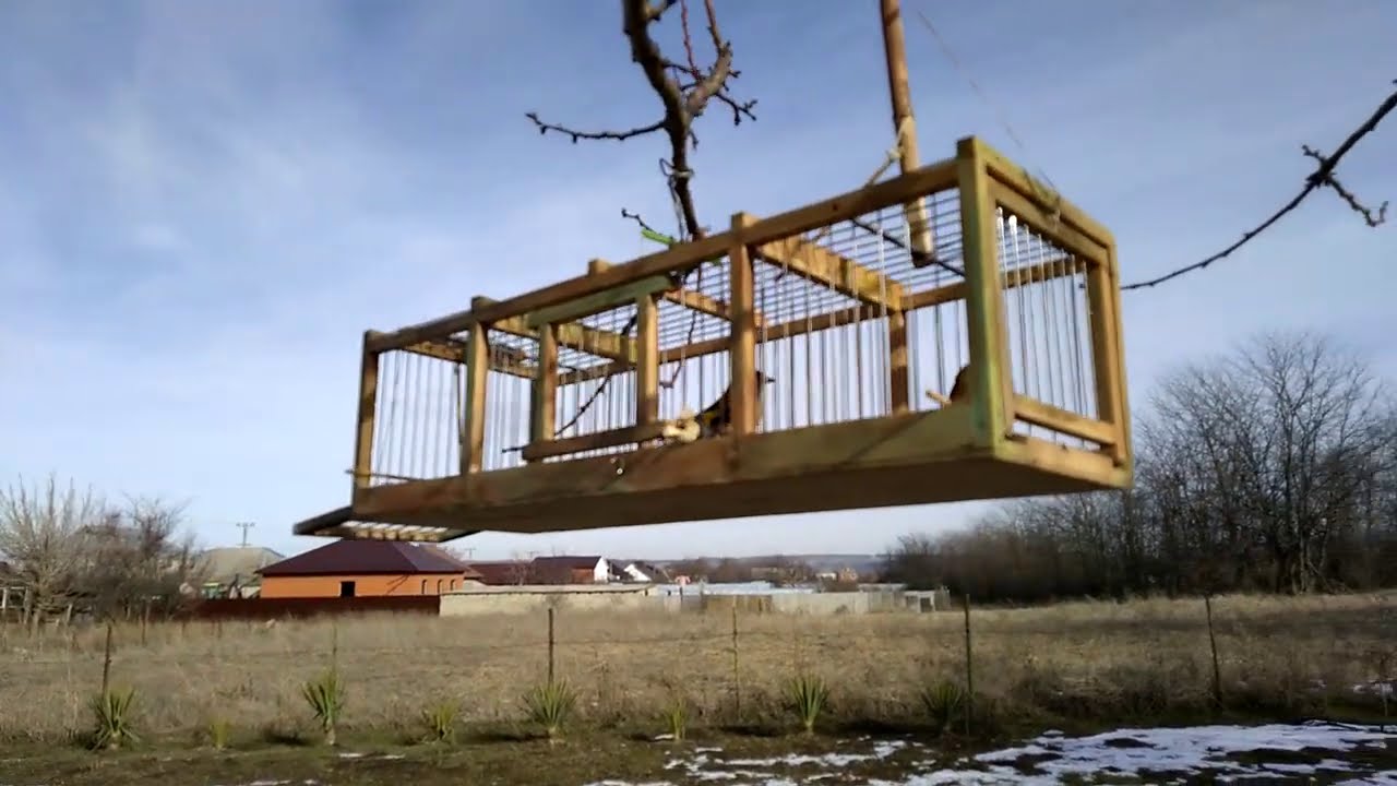 Ловля щегла на западок.Catching  Goldfinches in a trap