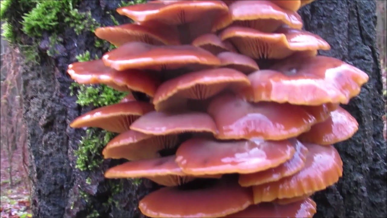 Gemeiner Samtfu&szlig;r&uuml;bling - Flammulina velutipes