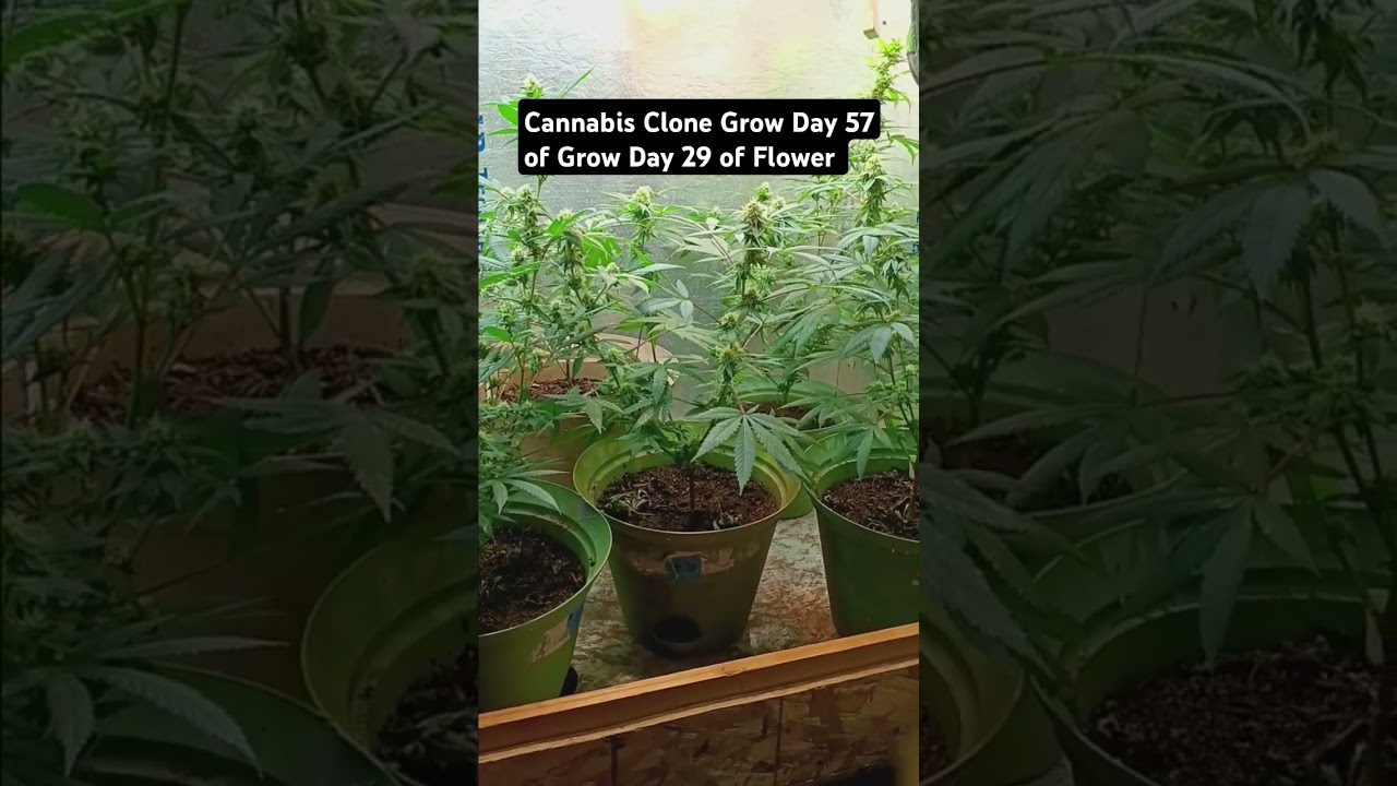 Cannabis Clone Grow Day 57 of Grow Day 29 of Flower #grow  #chemdog #sourdiesel #grow #cannabis