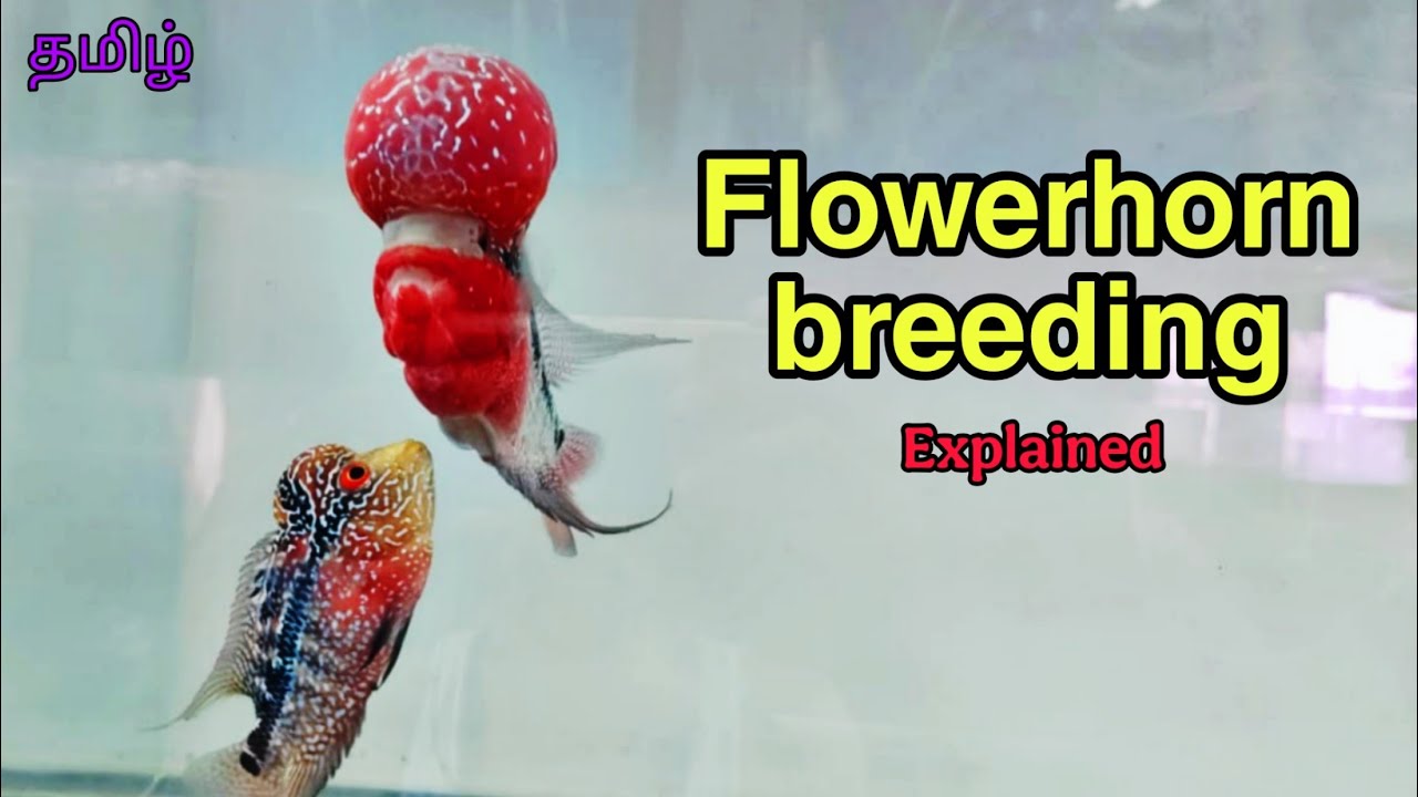 How to breed flowerhorn at home | கொண்டை மீன் இனப்பெருக்கம்