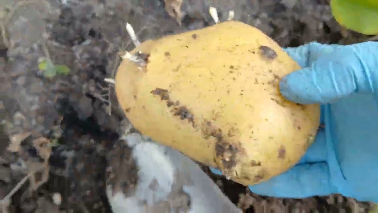 Harvesting Potatoes in Our Veggie Garden