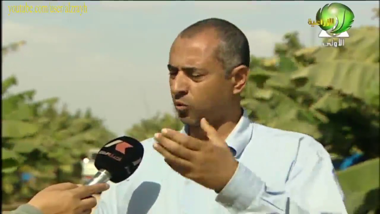 زراعة الموز والخدمة الشتوية الخاص بالامهات الموسم الاول