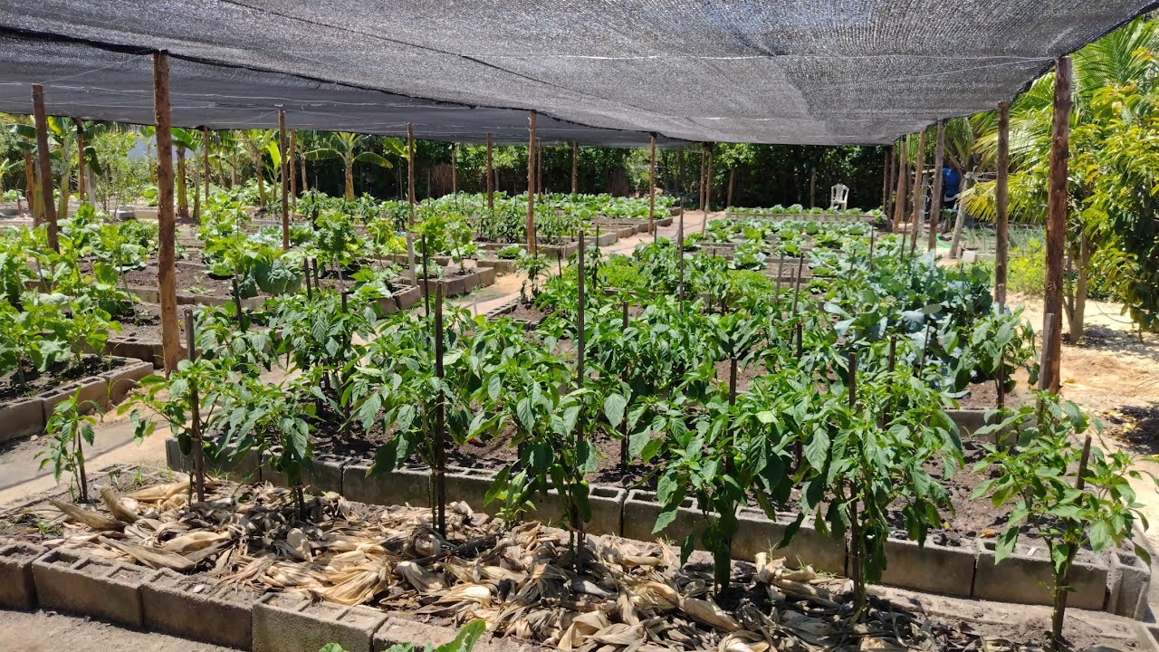 Terminando de Instalar a Cobertura do Sombrite na Horta