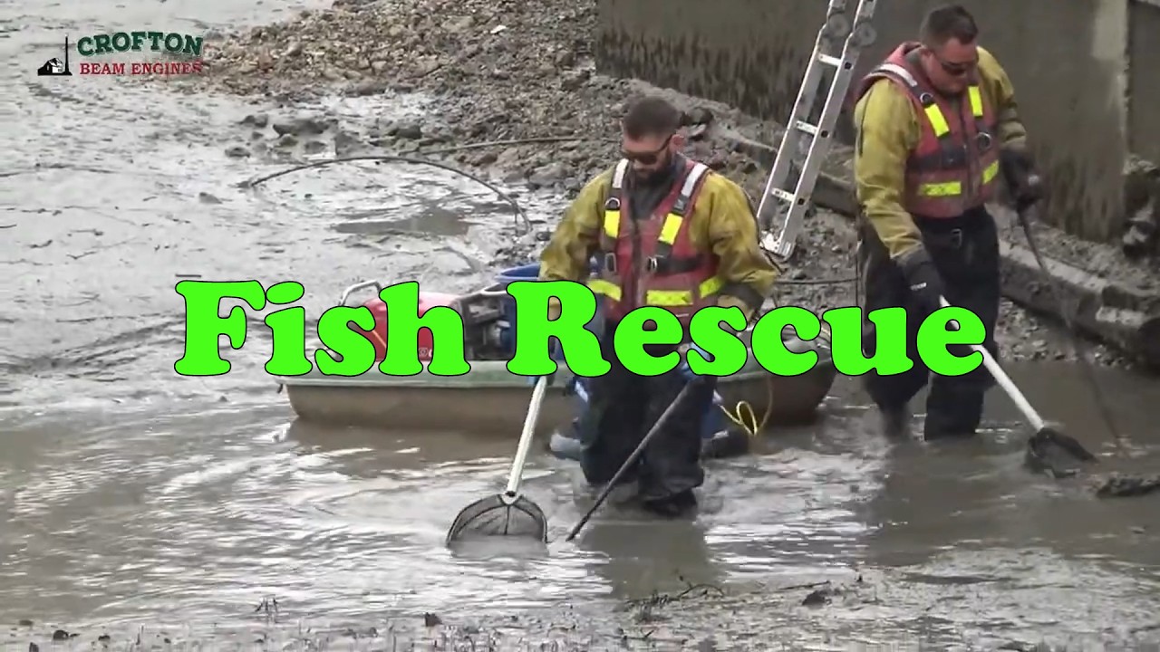 Crofton Beam Engines - Fish rescue on the Kennet & Avon Canal at Crofton