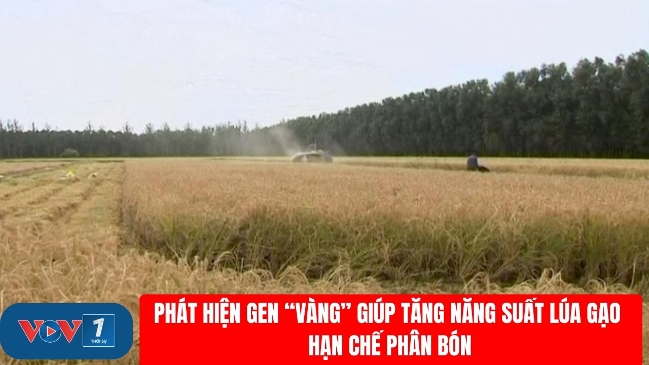 Phát hiện gen “vàng” giúp tăng năng suất lúa gạo, hạn chế phân bón | VOV1