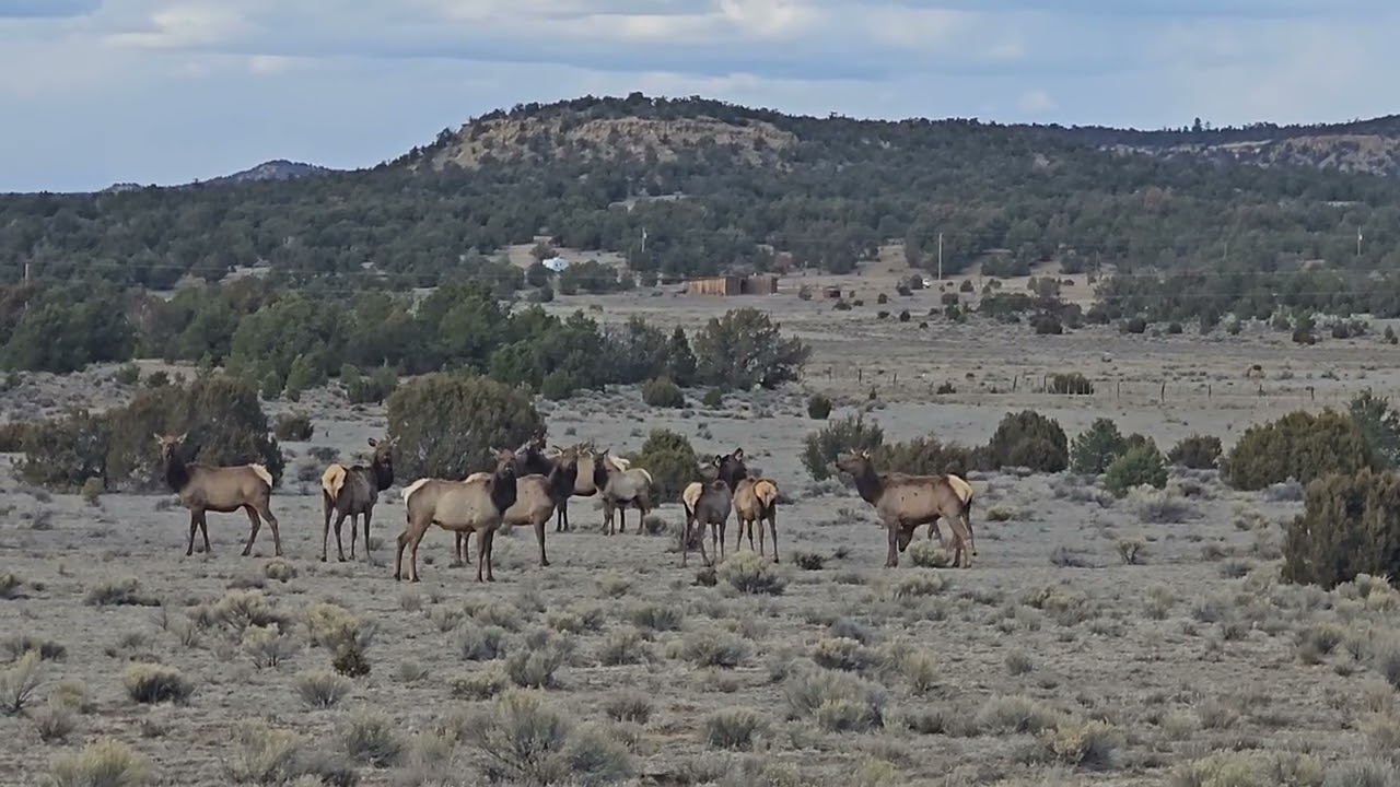 High Desert Wildlife: Elk Herd Passing Through