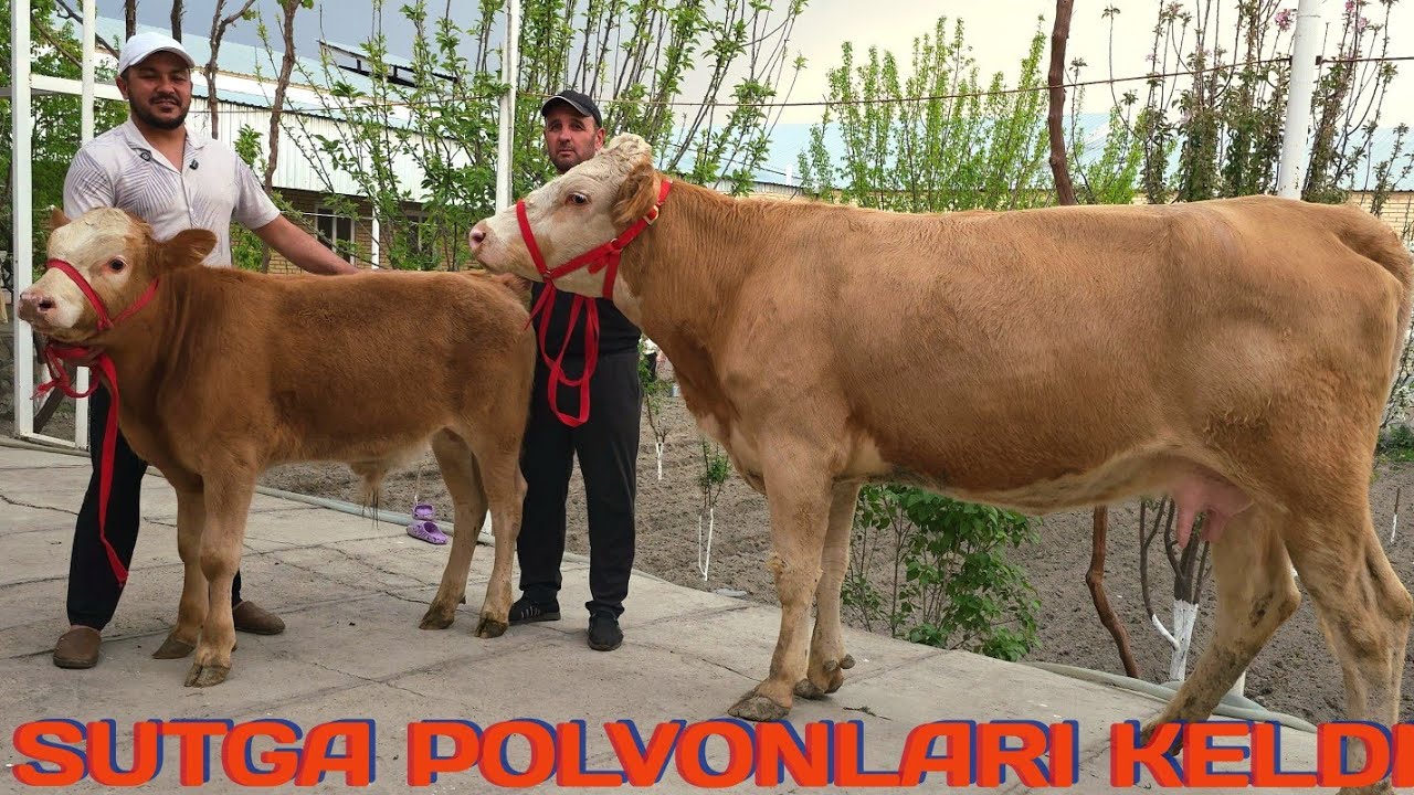 Buxoro arzonchisi Mizrobjon va Ashur akaga sutga polvonlari keldi 31-mart, 2026