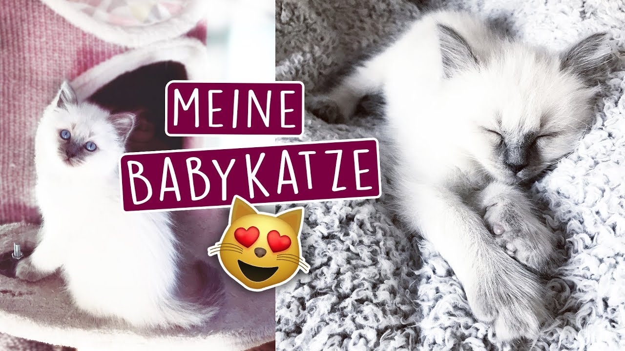 MEINE NEUE BABYKATZE 😻 - NAME, Eingewöhnung und mehr!