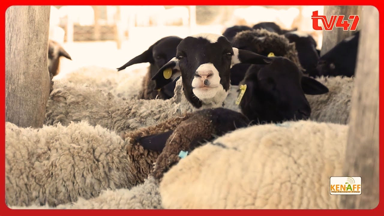 How to be a successful Dorper Sheep Farmer in Kenya: Ben Wagitu, Amagoh Dorper Farm | Kilimo Diaries