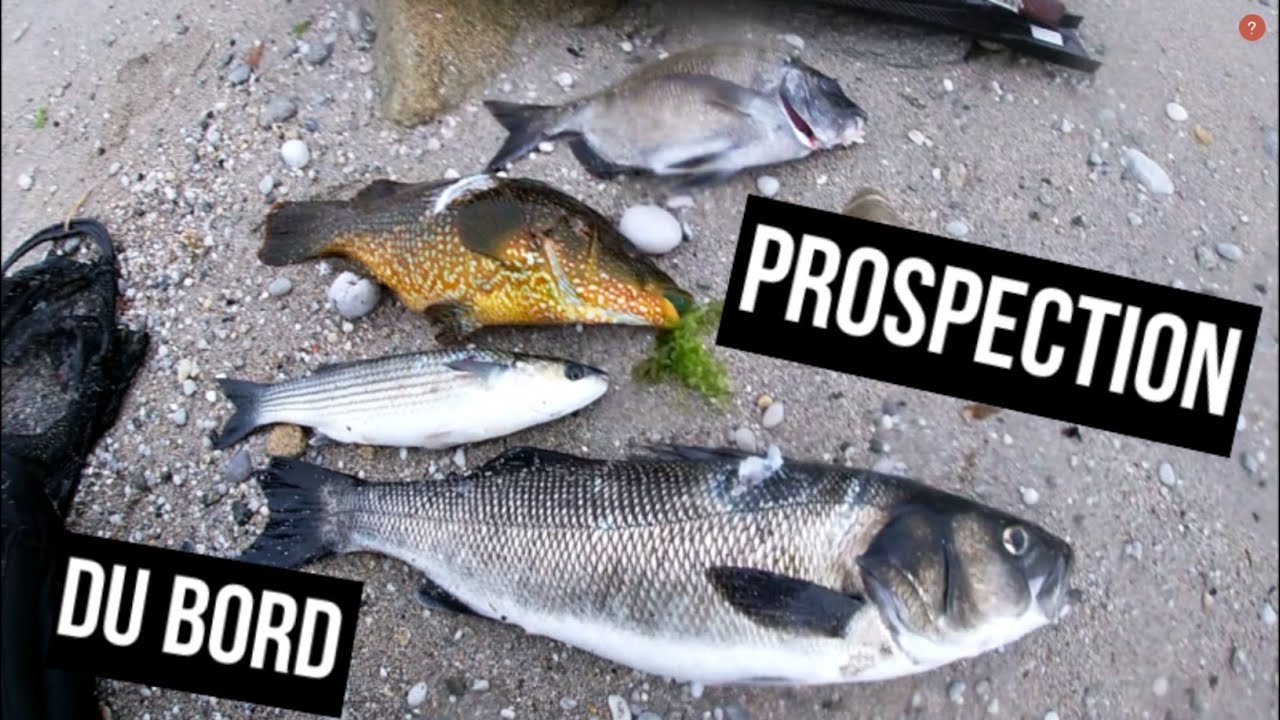 Enorme Bar et prospection en chasse sous marine (Bretagne Morbihan) 