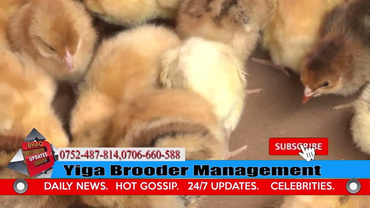 YIGA ENDABIRIRA Y'OBUKOKO OBUTO NGA BULI MU BROODER (BROODING MANAGEMENT IN POULTRY) ISA LUIGARE