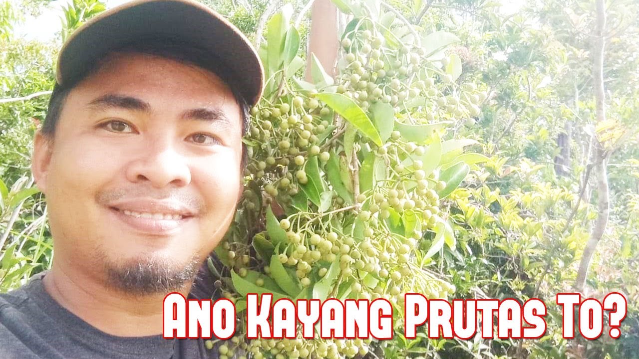 ANO KAYANG PRUTAS ITO? | NAPAKAEXOTIC NAMAN NANG PRUTAS NA ITO