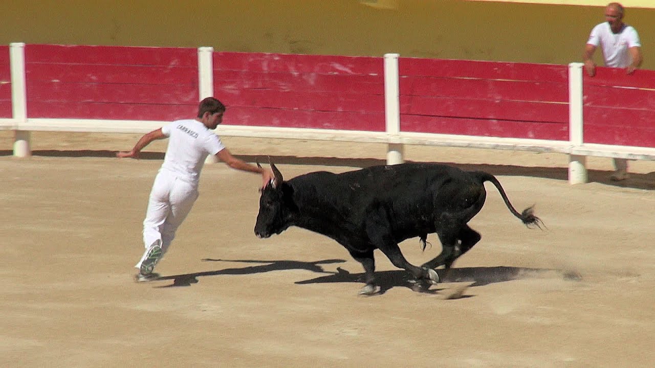 La Course Camarguaise, Camargue, southern France (videoturysta.eu)