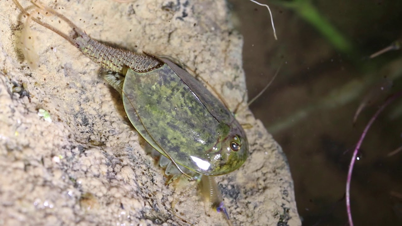 Tadpole Shrimp hunts Fairy Shrimp