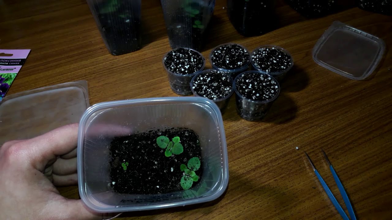 Глоксинии из семян, это легко и просто.