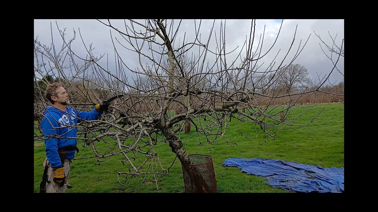 Bramley apple pruning demo
