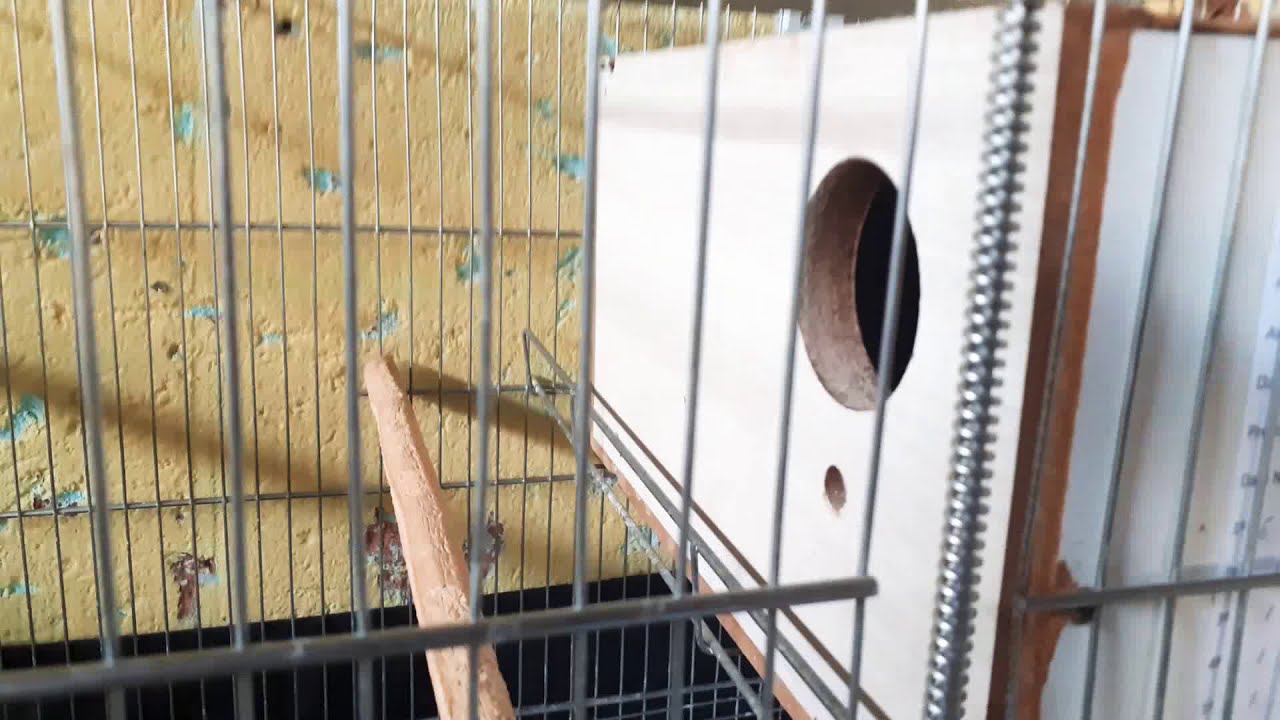 agapornis chocando / filhotes nascendo