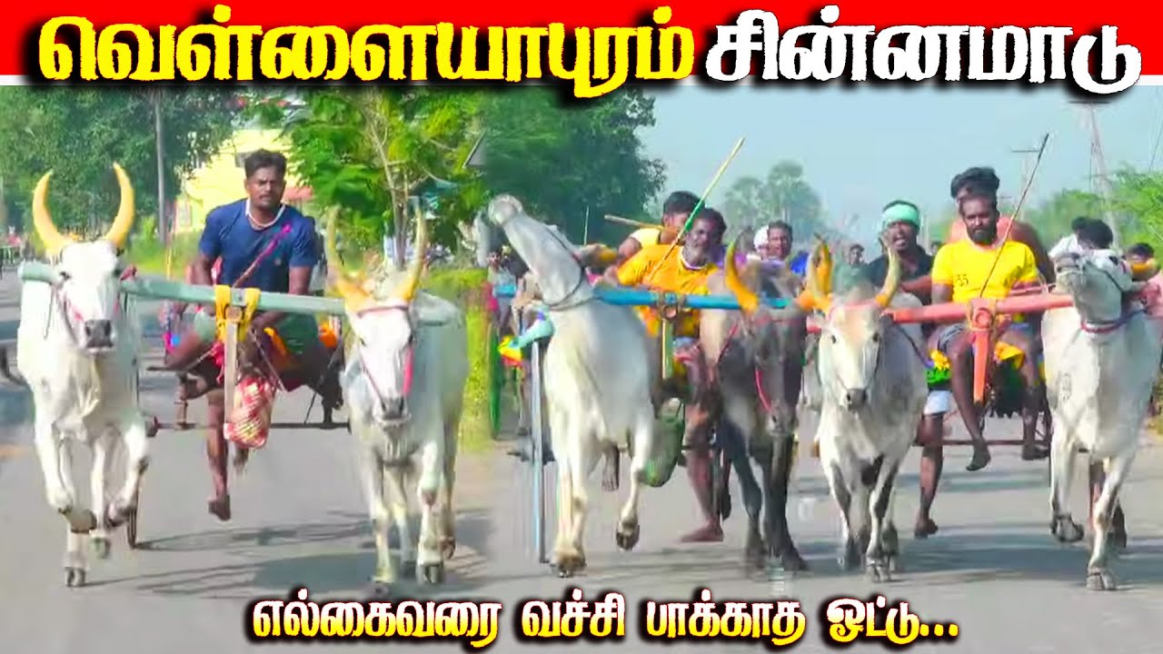 வெள்ளையபுரம் சின்னமாடு 18.01.2026