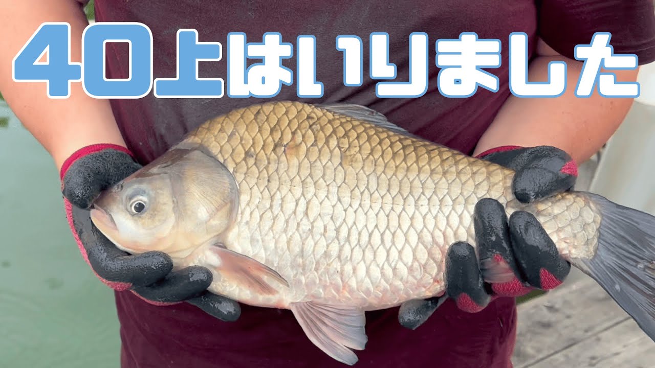 へら釣り【新べら放流】2024.10.24