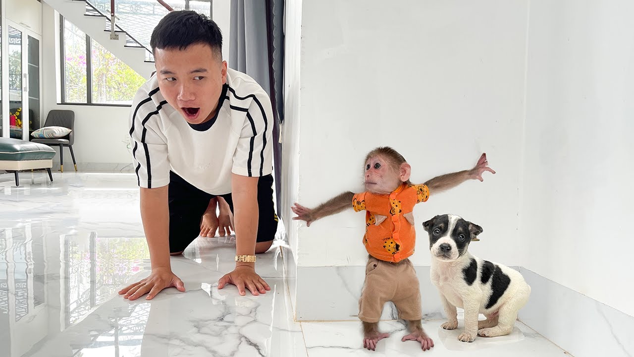 Fun Hide and Seek Game Cubis Monkey and Puppy with Dad