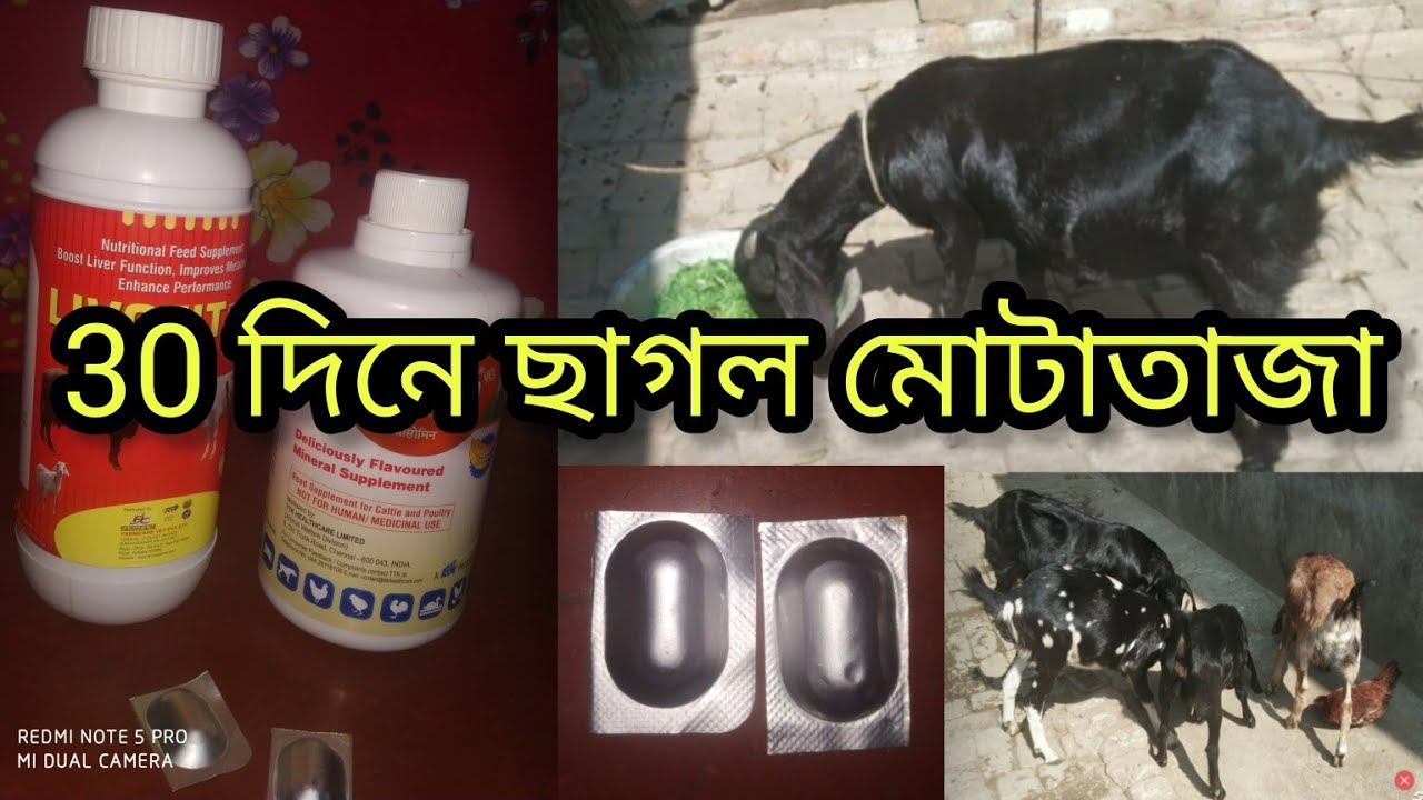 30 দিনে ছাগল মোটাতাজা 🐐🏡