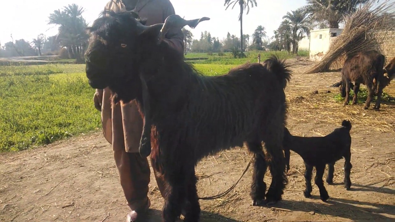 DDP Breed Buck - 25 litre milk producing breed Buck - تكاثر DDP باك