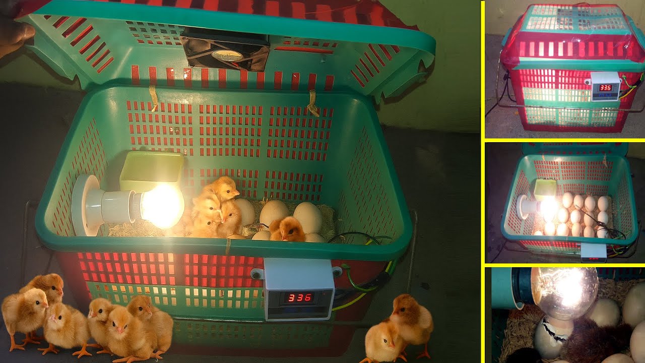 BEST EGG INCUBATOR IN INDIA | INCUBATOR FOR CHICKEN EGGS WITH 100% EFFICIENCY