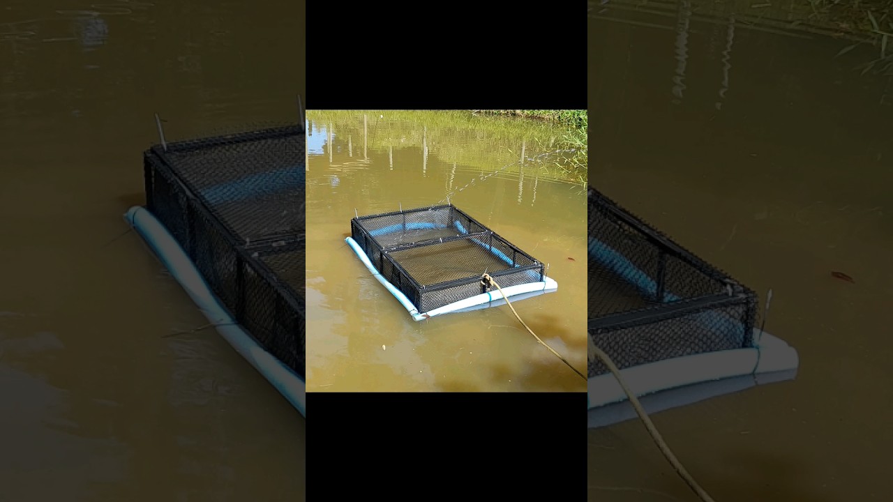 Colocamos um tanque rede no lago da ch&aacute;cara para criar Tilapias.