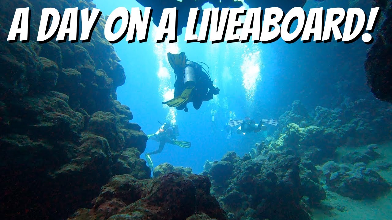 A day on a liveaboard!