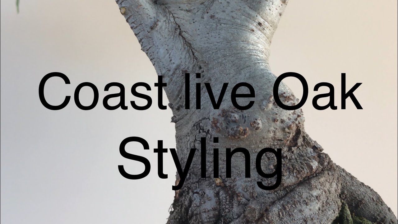 Bonsai - Coast live oak Bonsai tree and scrub oak tree styling July 04 2019