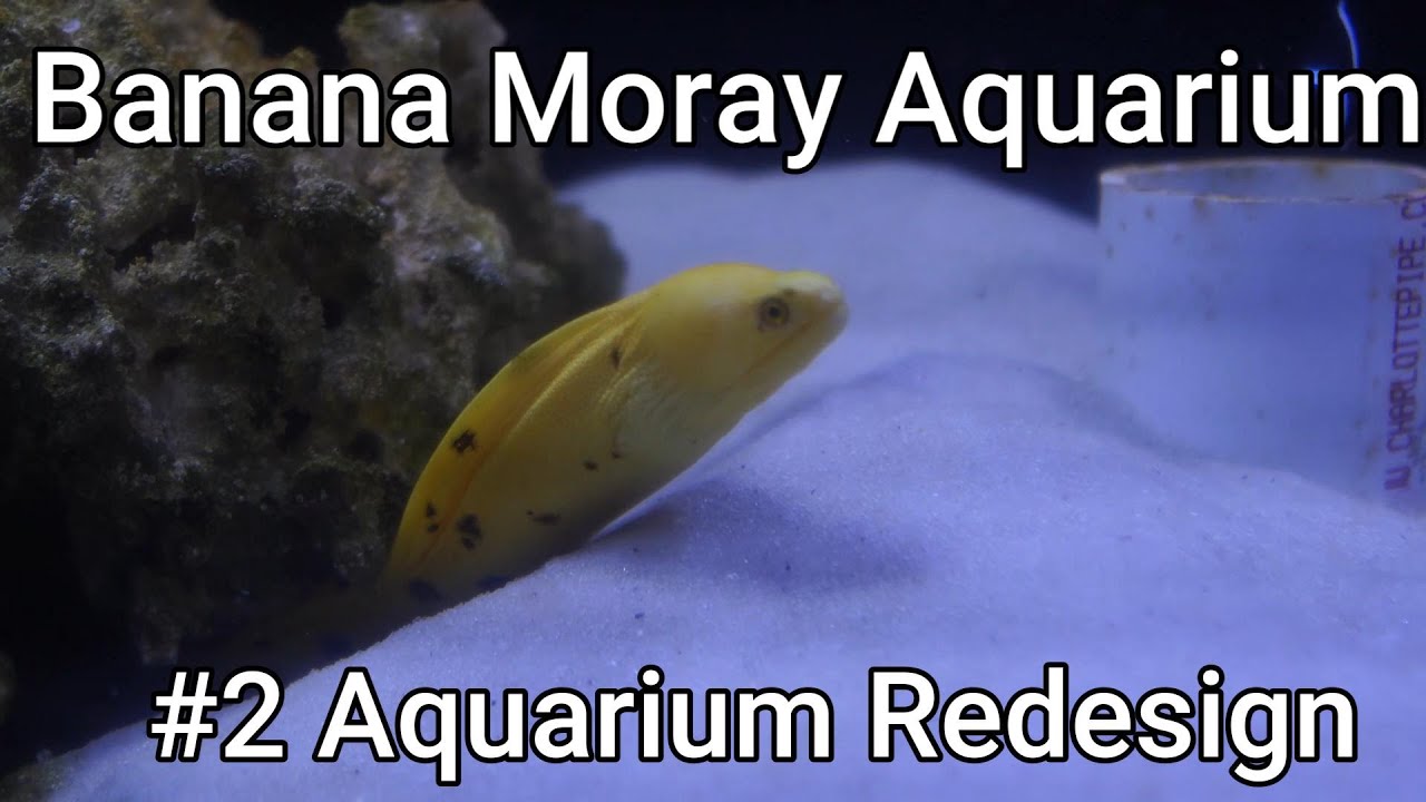 Banana Moray Aquarium - 02 - Aquarium Redesign