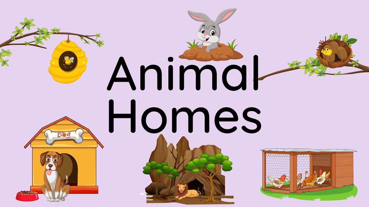 Animal homes names | Learn animals and their homes for kids