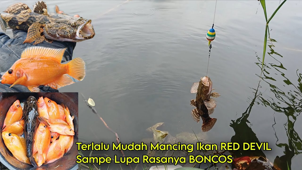MANCING YANG PASTI DAPAT AJA LAH, YANG PENTING STRIKE• Mancing Ikan RED DEVIL bonus Ikan BETUTU