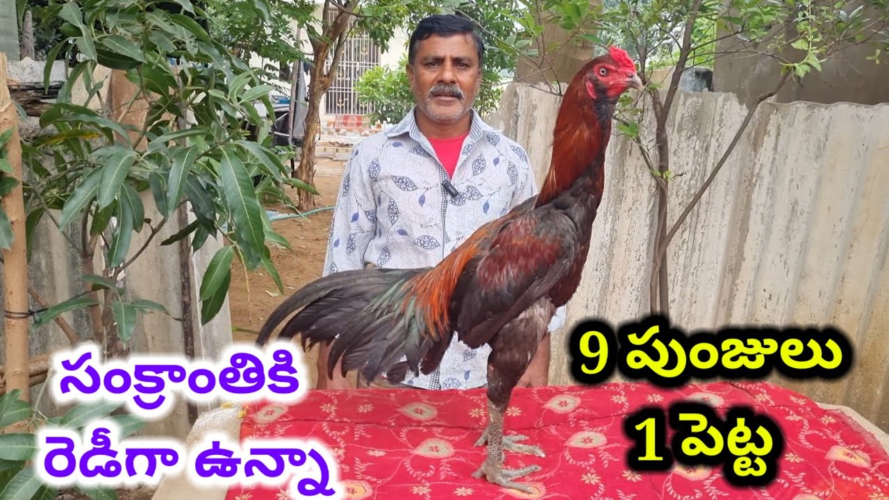 సంక్రాంతికి రెడీగా ఉన్న సేలం పుంజులు 70320 49479 Aseel murga Transport available #aseel mr king
