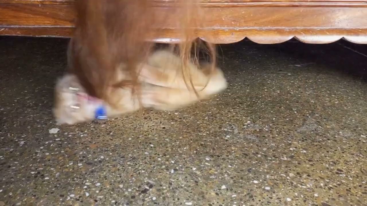 CAT PLAYING WITH HAIR || FUNNY CATS || CAT VIDEOS