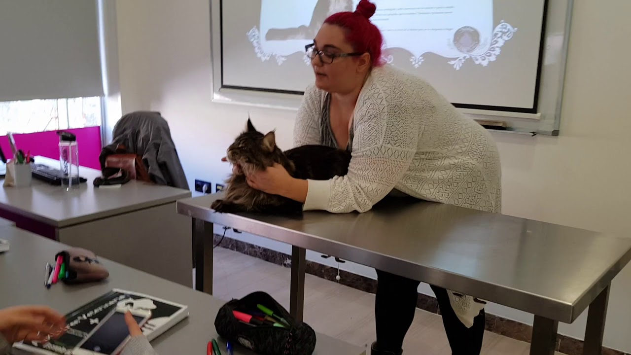 Presentacion Maine coon para clase de ATV